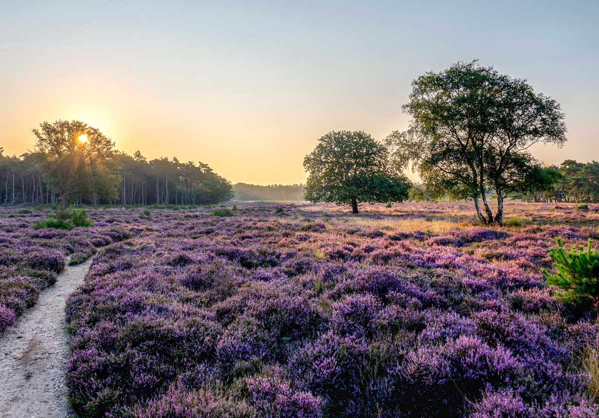 Heidenlandschaft bei Sonnenaufgang